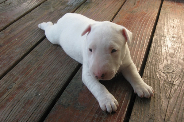 bull terrier white puppy