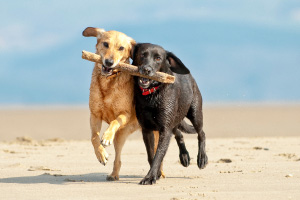 Dogs at beach