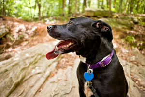 Dog hiking