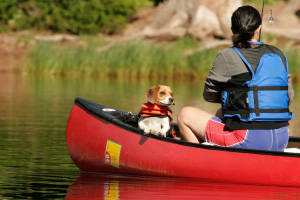 Dog at lake