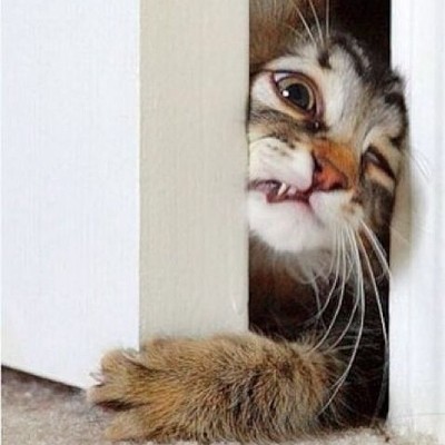 Cat caught in door