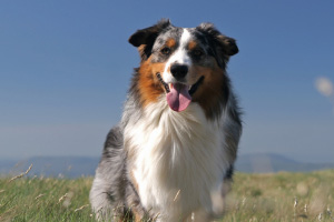 Australian Shepherd