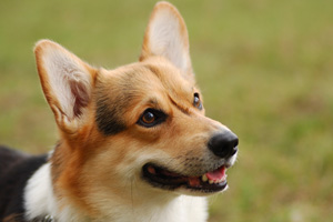 Cardigan Welsh Corgi