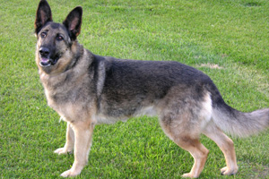 German Shepherd