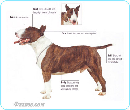 bull terrier 1