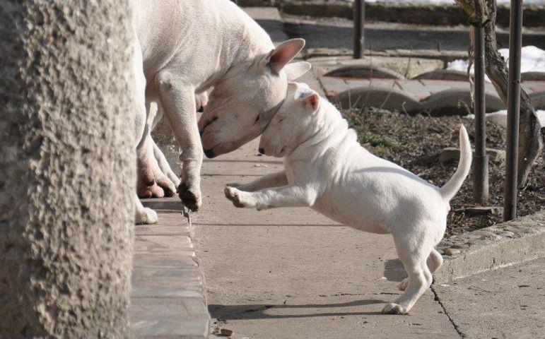 bull terrier