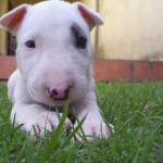 bull terrier puppy
