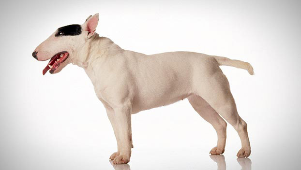 bull terrier 7