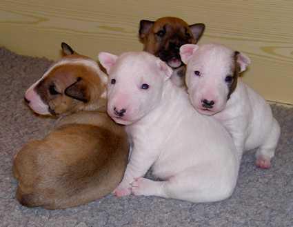 bull terrier puppies