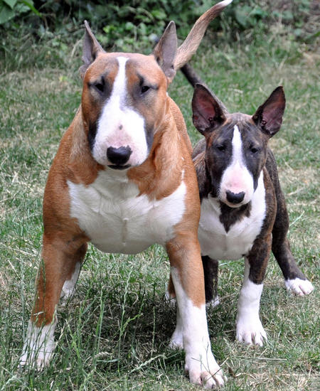 bull terrier 9