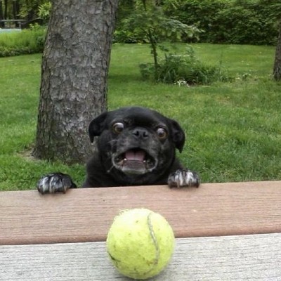 Dog looking at tennis ball
