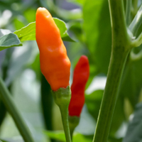 Tabasco pepper