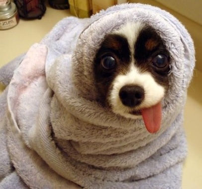 Dog in towel