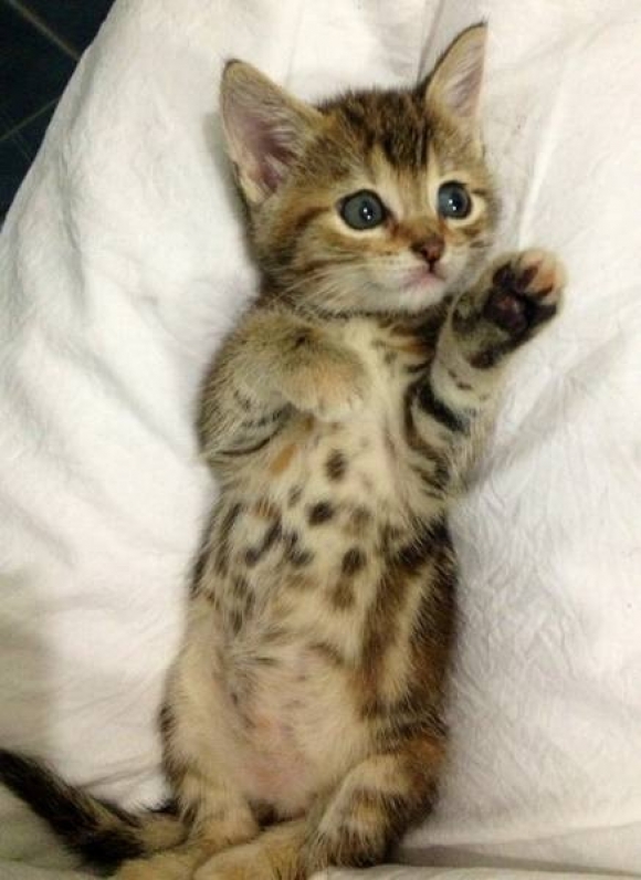 25 Random cat behaviors finally explained Page 4