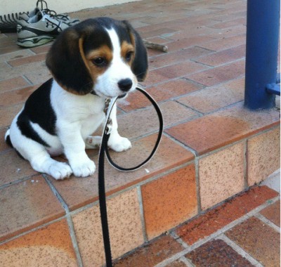 Puppy with lease