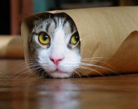 Cat in tube