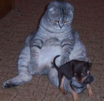 Cat playing with puppy