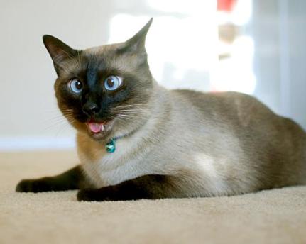 Cross-eyed cat