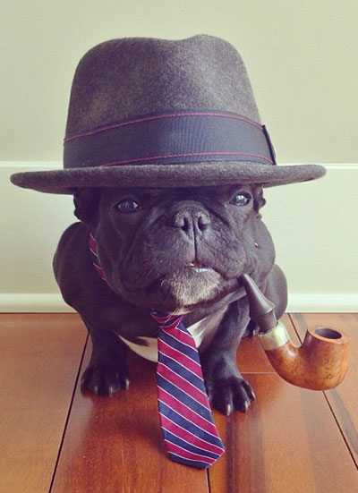 Dressed up pets
