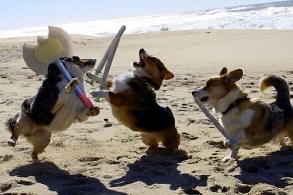 5-corgi_beach_fight.jpg