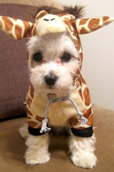 7-giraffe_dog_costume.jpg