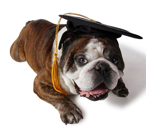 Smart Bulldog Smart Bulldog