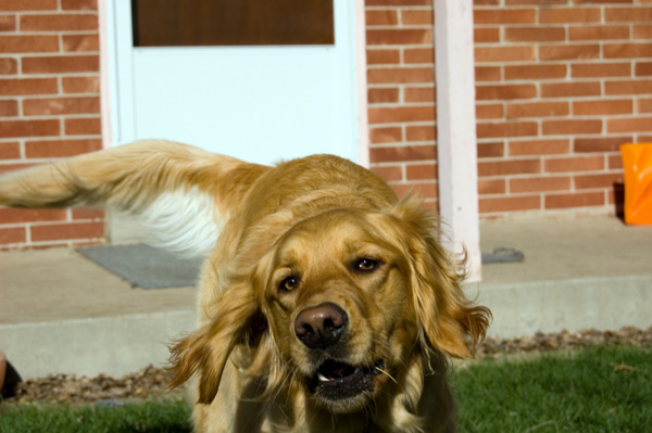 neighbors barking solutions how to stop nuisance barking neighbors barking solutions how to stop nuisance barking