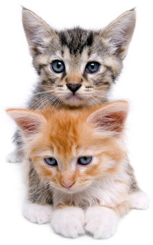 Kittens
