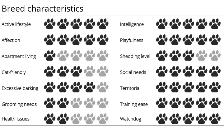 Meet the breed: Border Collie