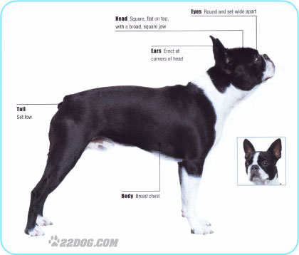 boston terrier 1