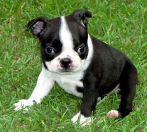 boston terrier 10
