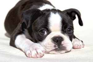 boston terrier 2