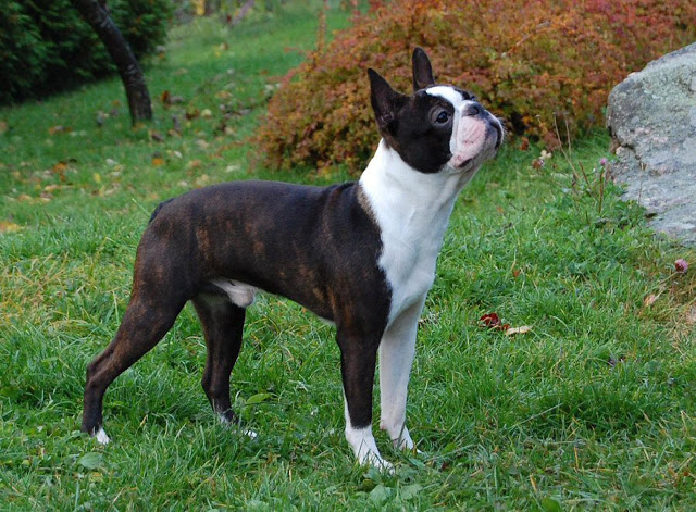 boston terrier 3