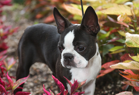 boston terrier 4