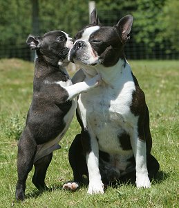 boston terrier 5