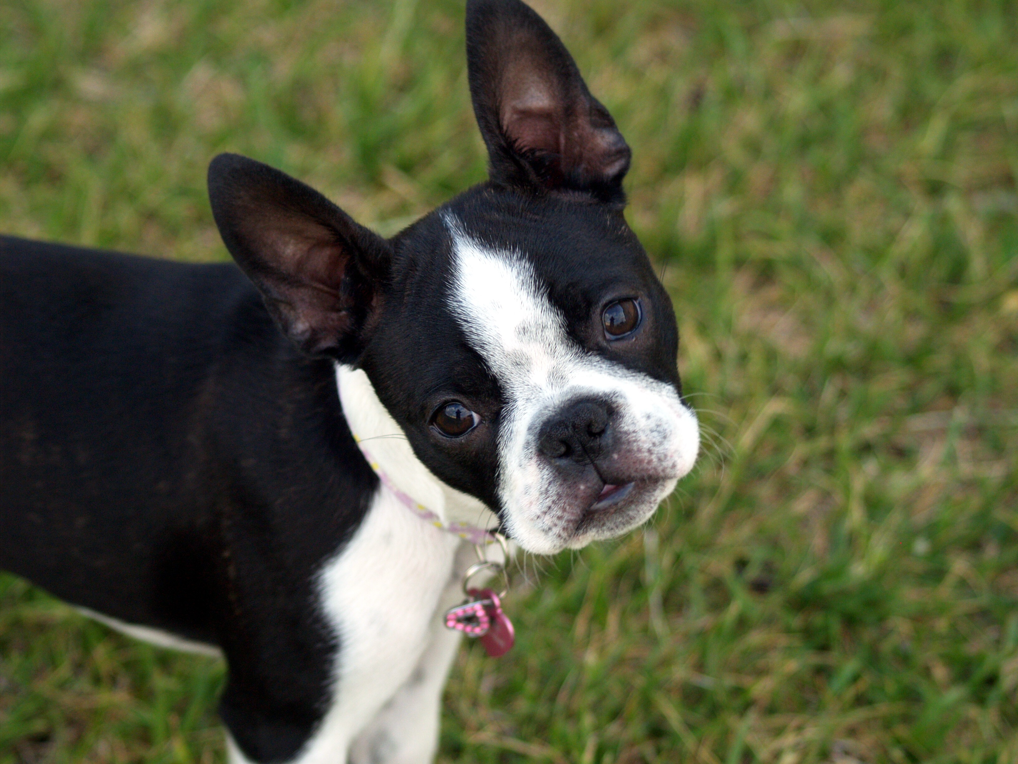 boston terrier 6