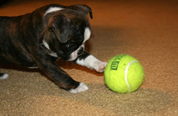boston terrier 7