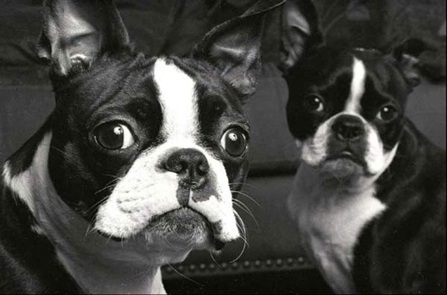 boston terrier 8