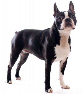 boston terrier 9