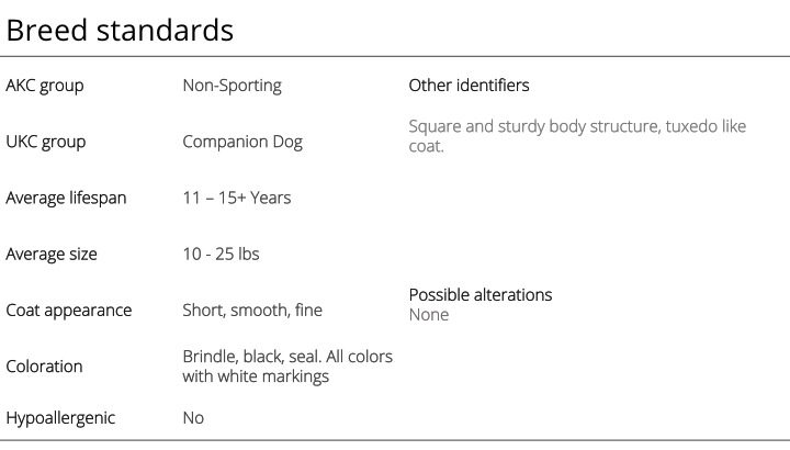 boston terrier breed standards
