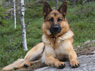 german shepherd 5