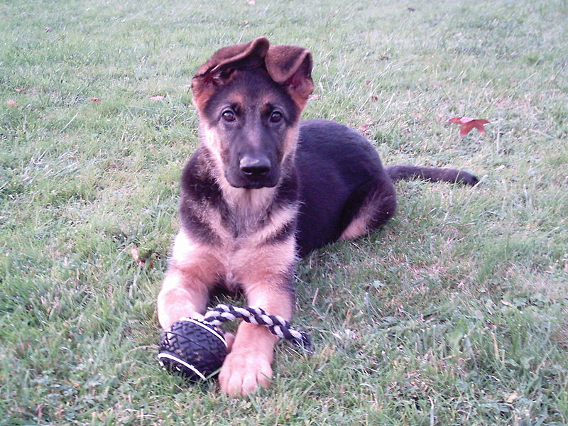 german shepherd 10