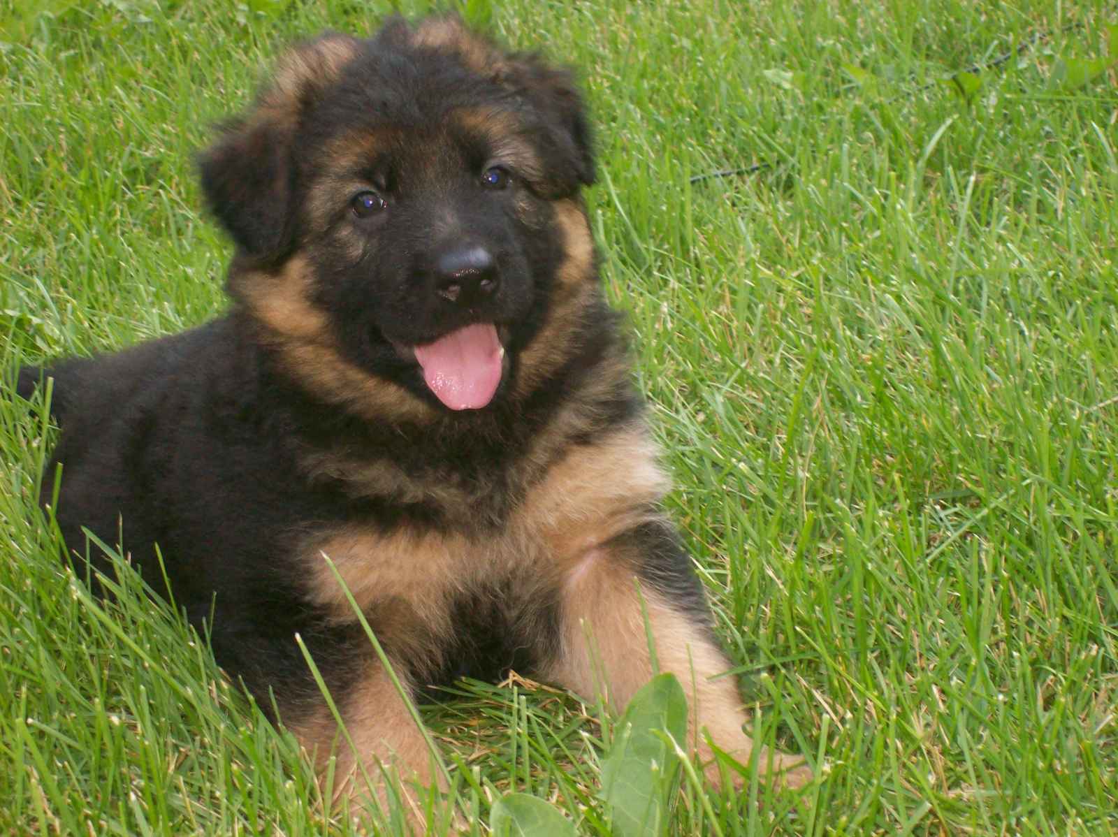 german shepherd 8