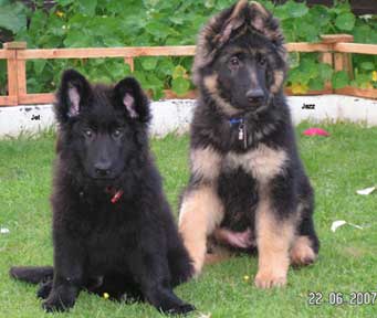 german shepherd 9