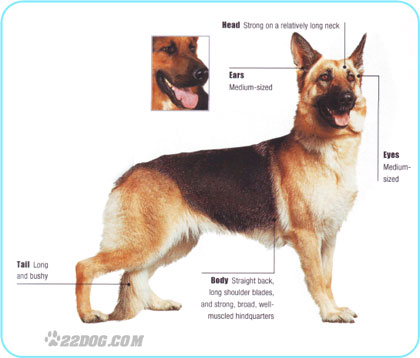german shepherd 1