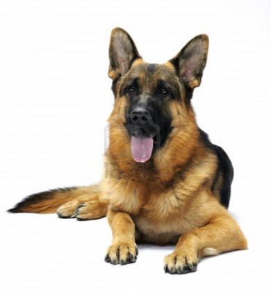 german shepherd 2