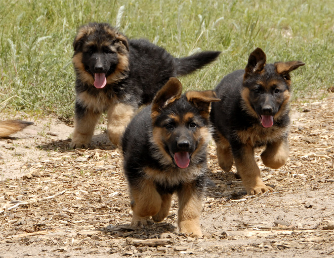german shepherd 3