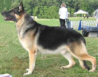 german shepherd 4
