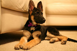 german shepherd 7