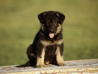 german shepherd 6